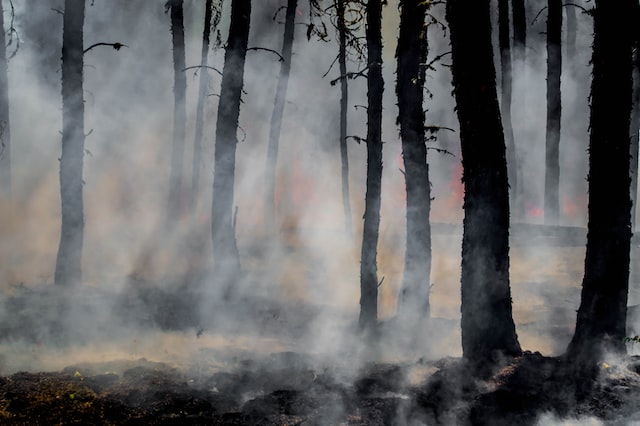 CDI Releases 2021 Report On Wildfires & Insurance