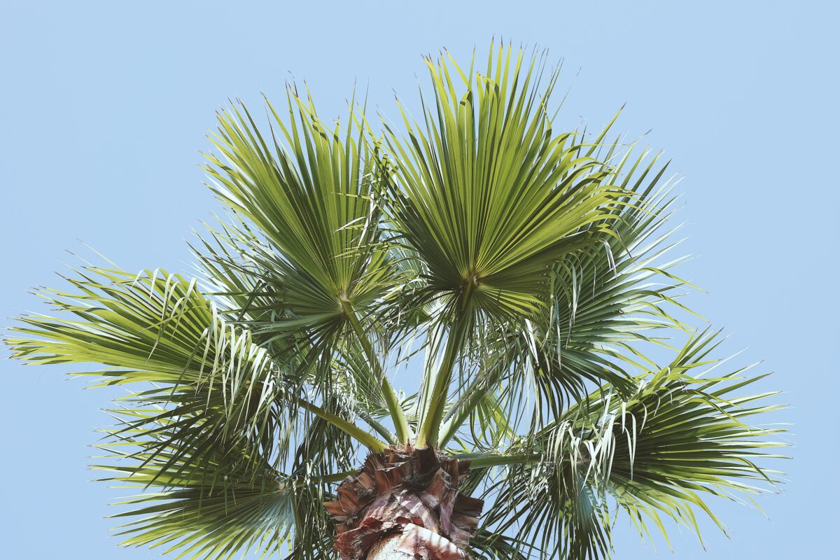 photo of palm tree from below